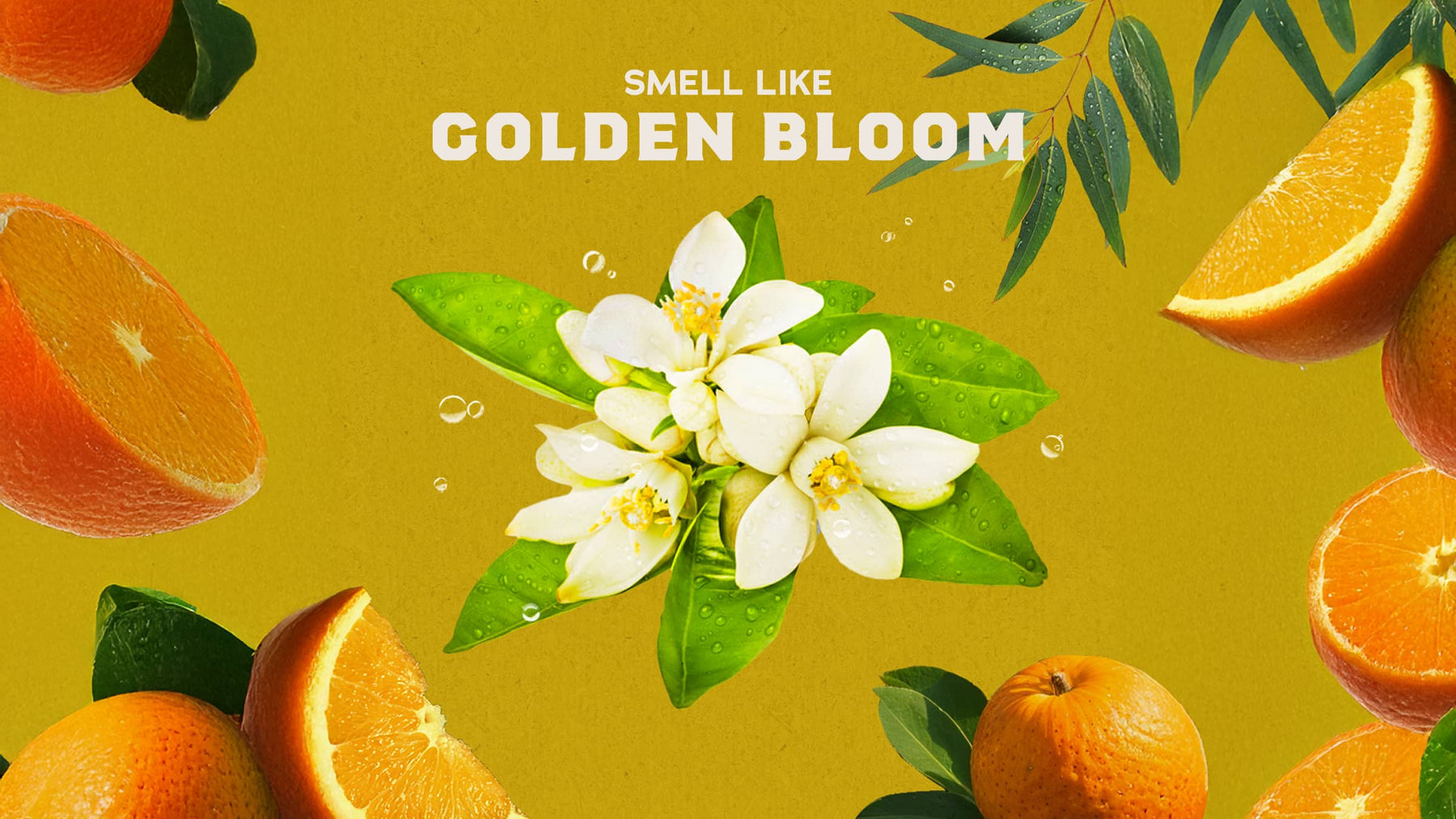 Mountain Meadow - Active Fresh