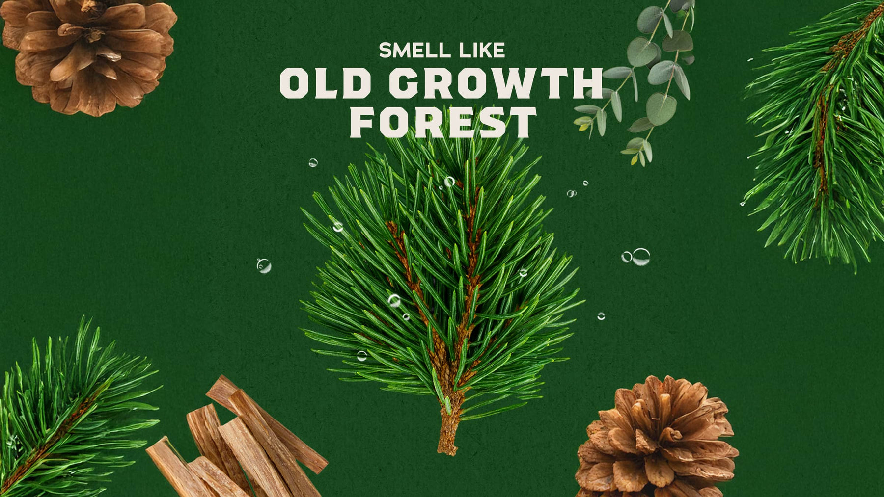 Woodland Pine Cologne - Clean Comfort